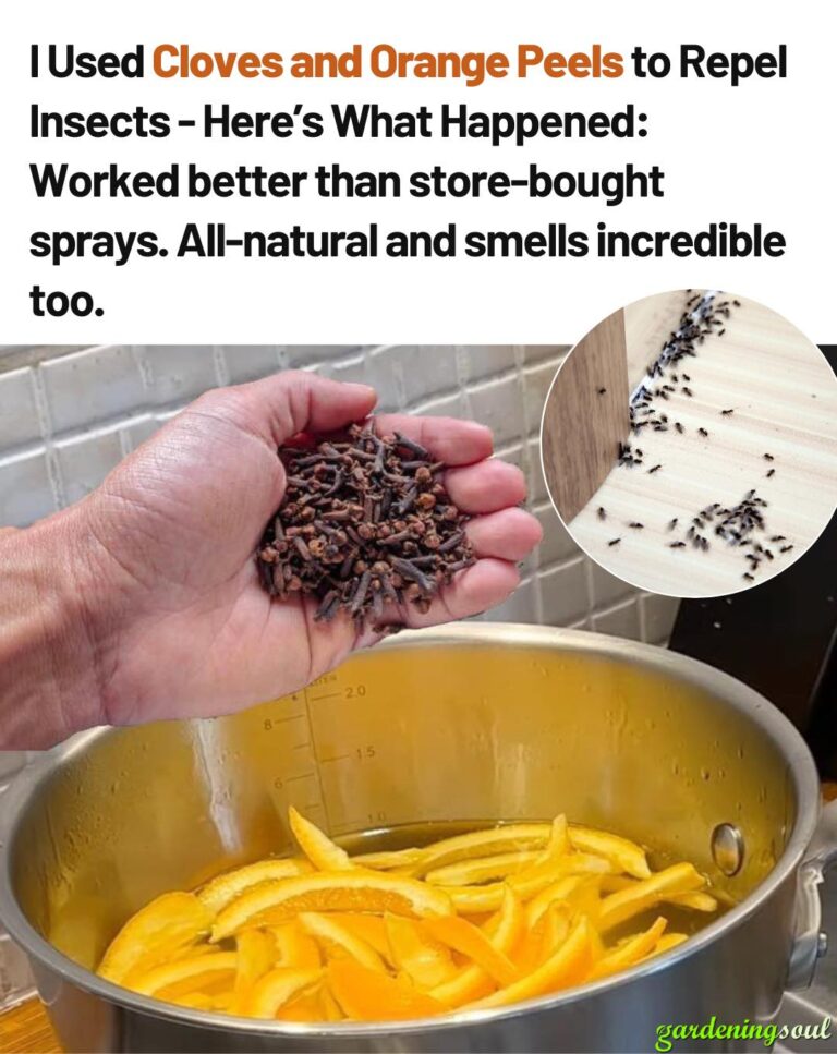 Why You Should Boil Orange Peels with Cloves: 7 Reasons