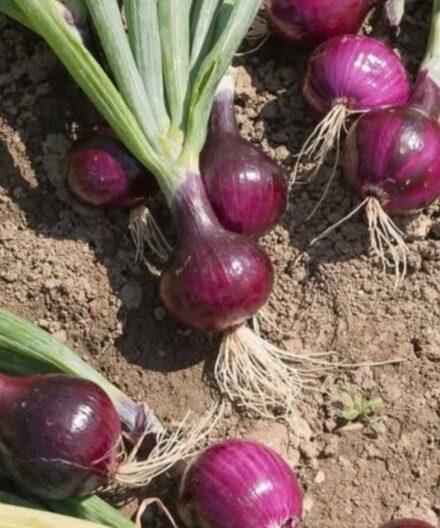 Doctors Explain How Eating Onions at Night May Affect Your Sleep — What Older Adults Should Know