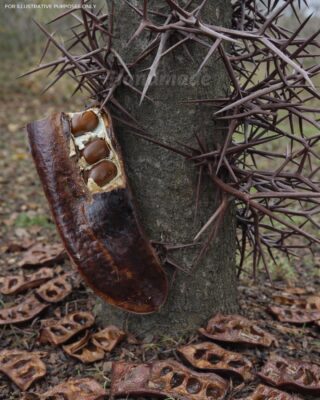 If this tree grows near you, you’re sitting on gold and don’t even know it!