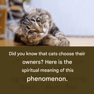 Did you know that cats choose their owners? Here is the spiritual meaning of this phenomenon.