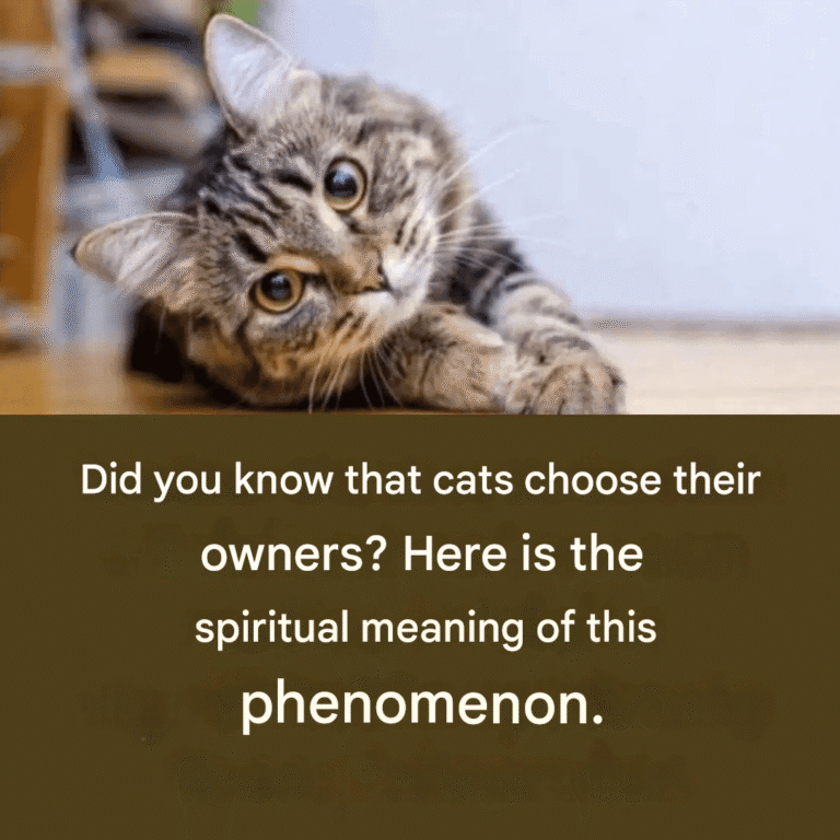 Did you know that cats choose their owners? Here is the spiritual meaning of this phenomenon.