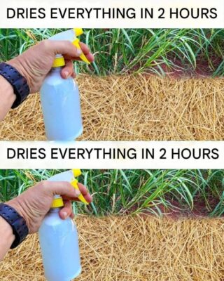 Best Homemade Herbicide: Non-Toxic Solution (Dries Weeds Within 2 Hours)