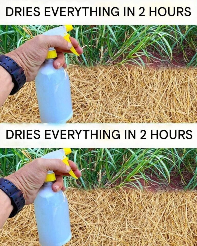 Best Homemade Herbicide: Non-Toxic Solution (Dries Weeds Within 2 Hours)