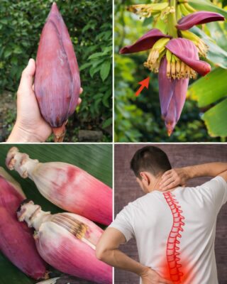 How Banana Blossom Can Boost Your Health: Nutritional Benefits and Delicious Recipes