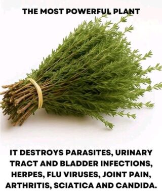 THE MOST POTENT HERB THAT DESTROYS PARASITES, URINARY TRACT & BLADDER INFECTIONS, HERPES, AND FLU VIRUSES