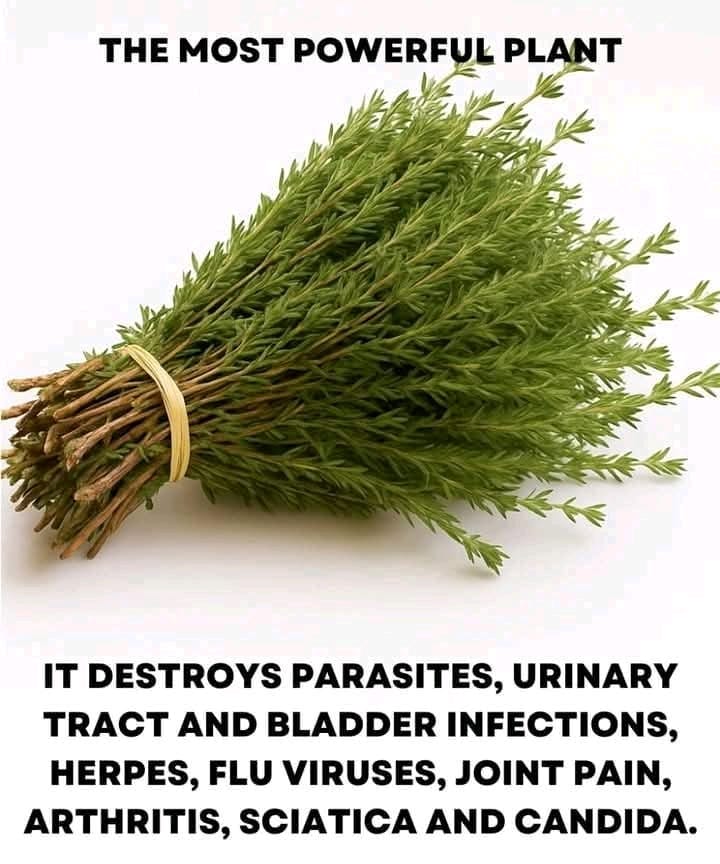 THE MOST POTENT HERB THAT DESTROYS PARASITES, URINARY TRACT & BLADDER INFECTIONS, HERPES, AND FLU VIRUSES
