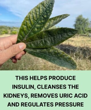 Discover the unsuspected virtues of this leaf: renal detox, regulation of uric acid and bl00d pressure balance