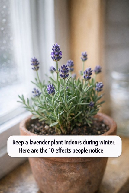 Keep a Lavender Plant Indoors During Winter: Here Are the 10 Effects People Notice