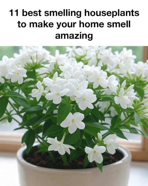 11 Best Smelling Houseplants to Make Your Home Smell Amazing