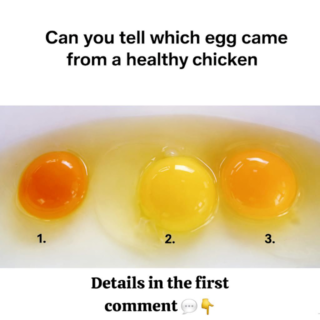 How to Tell If an Egg Came from a Healthy Chicken: 6 Signs of Superior Quality
