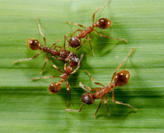 7+ Tips for Getting Rid of Ants in Your Garden