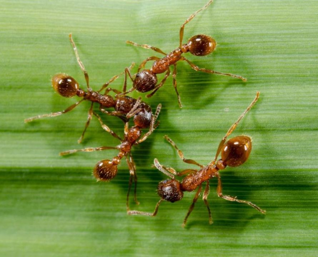 7+ Tips for Getting Rid of Ants in Your Garden