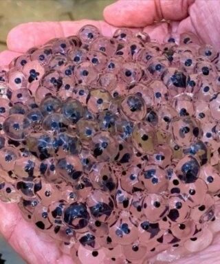 The Hidden World Within Frog Eggs: A Deep Look Into Nature’s Most Delicate Life Cycle