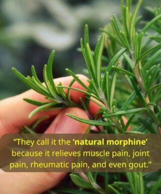 How to grow this plant abundantly at home.