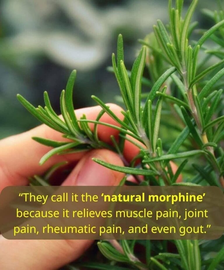 How to grow this plant abundantly at home.