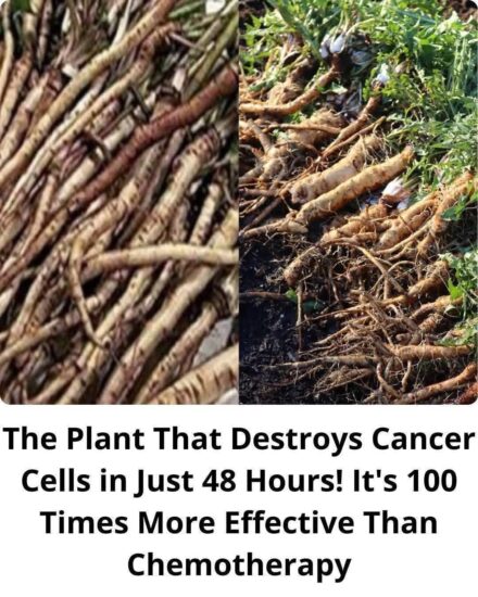 The Powerful Plant That May Support Cancer Treatment: A Closer Look at the Benefits of the Greater Burdock Root