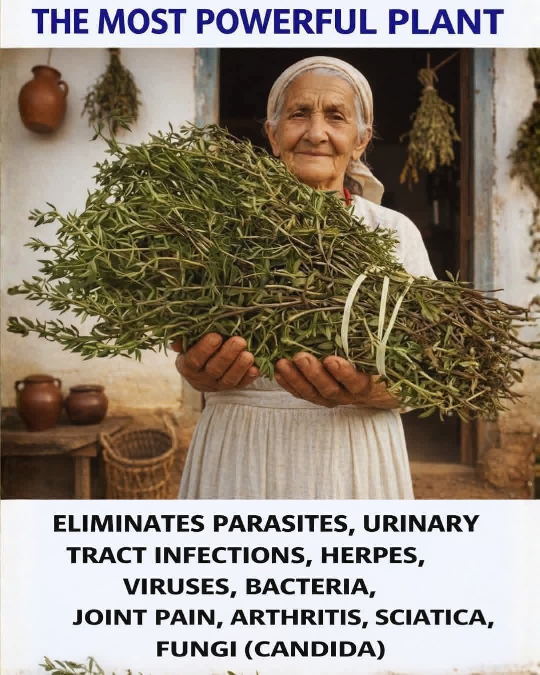 The Most Potent Herb That Destroys Parasites, Urinary Tract