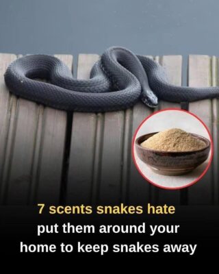 From Ammonia and Vinegar to Cinnamon Oil, Garlic, and Lemongrass, These Seven Strong Scents May Help Deter Snakes Around Your Home—But Experts Explain Why No Smell Works Forever, How to Use Them Safely, and What Real Prevention Steps Matter Most for Keeping Snakes Away Long-Term