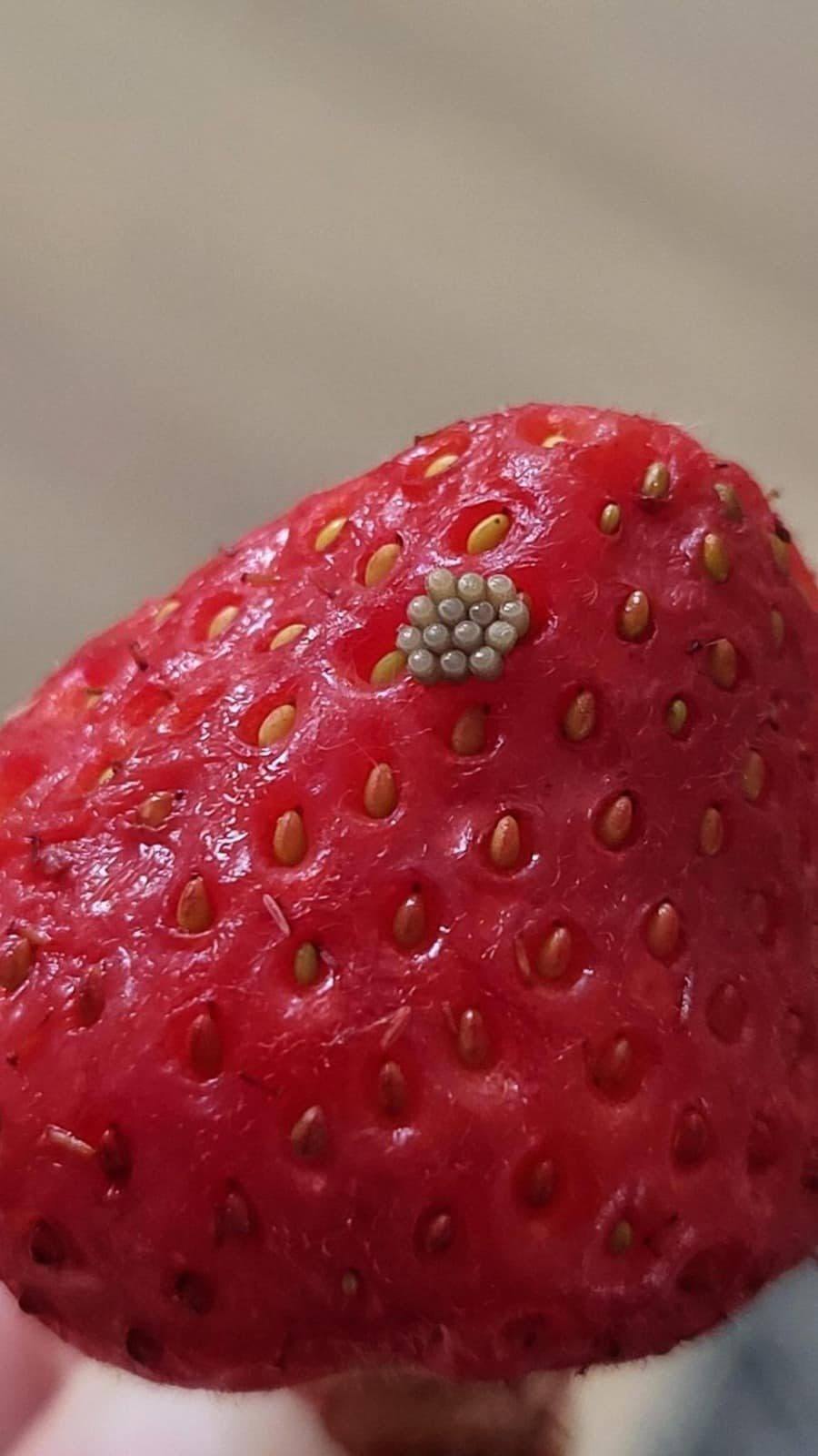 White Wiggling Things in Berries After a Salt Water Soak — Should You Throw Them Away?